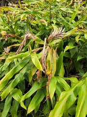 Hedychium