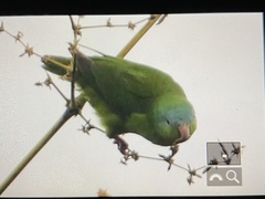 Nannopsittaca dachilleae