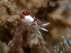 Flabellina dushia