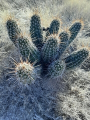 Echinocereus engelmannii fasciculatus