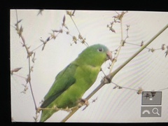 Nannopsittaca dachilleae