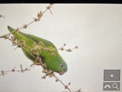 Nannopsittaca dachilleae