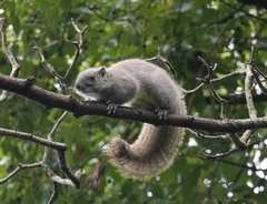Callosciurus erythraeus