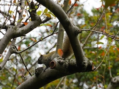 Callosciurus erythraeus