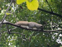 Callosciurus erythraeus