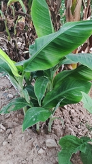 Calathea lutea