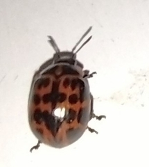 Platyphora congregata