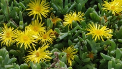 Malephora lutea