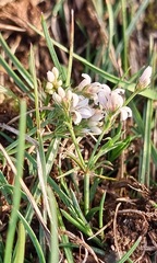 Asperula cynanchica