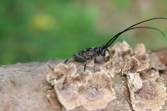 Monochamus sutor