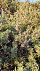 Pinus mugo