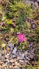 Cirsium acaule