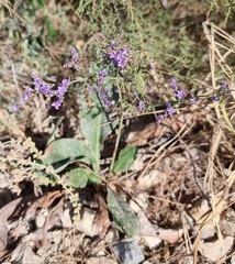 Limonium vulgare