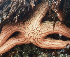 Stichaster striatus