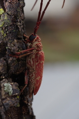 Brachytritus hieroglyphicus