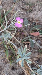 Malcolmia littorea