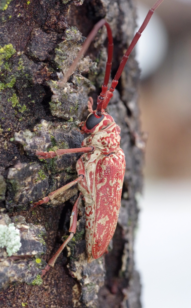 Brachytritus hieroglyphicus