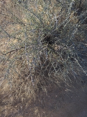 Sarcomphalus obtusifolius