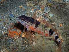 Malacoctenus triangulatus