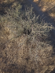 Sarcomphalus obtusifolius