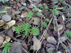 Petrosedum forsterianum