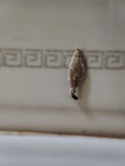 Phereoeca