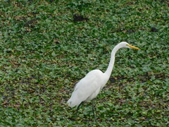 Ardea alba