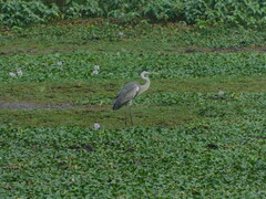 Ardea cocoi