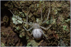 Gephyrota glauca
