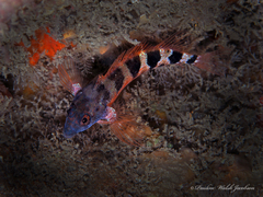 Malacoctenus triangulatus