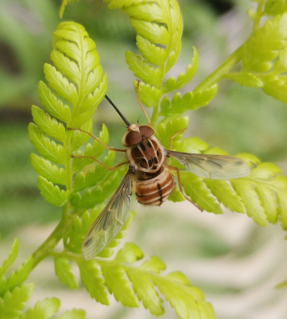 Trichophthalma nubipennis