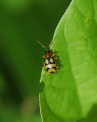 Diabroticina