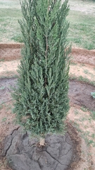Cupressus sempervirens