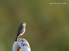 Phoenicurus ochruros
