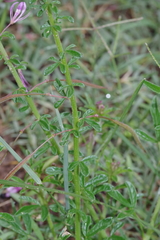 Cleome hirta