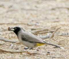 Pycnonotus xanthopygos