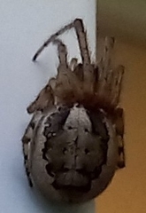 Zygiella x-notata
