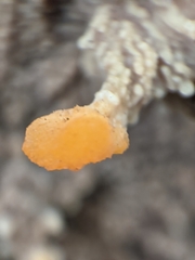 Phlebia radiata