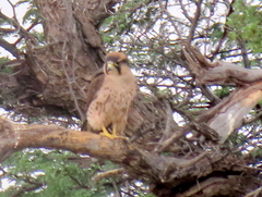 Falco biarmicus biarmicus