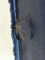 Culicinae