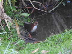 Laterallus leucopyrrhus