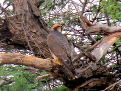 Falco biarmicus biarmicus