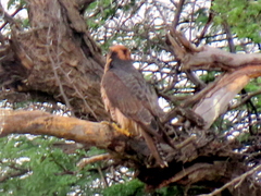 Falco biarmicus biarmicus