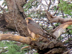 Falco biarmicus biarmicus