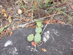 Opuntia mesacantha