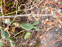 Opuntia mesacantha