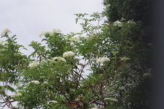 Sambucus nigra