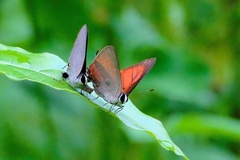 Rapala iarbus iarbus