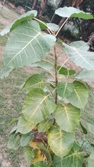 Ficus religiosa
