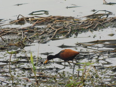 Jacana jacana